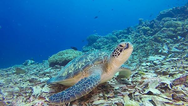 Turtles are quite easy to spot when snorkeling on Gili Meno