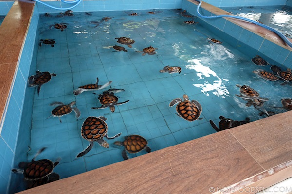 Turtle hatchery - Gili Islands